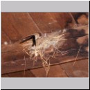 Hirundo rustica - Rauchschwalbe 05.jpg